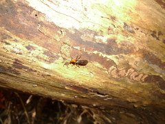 Callibracon capitator