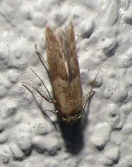 Pyralidae