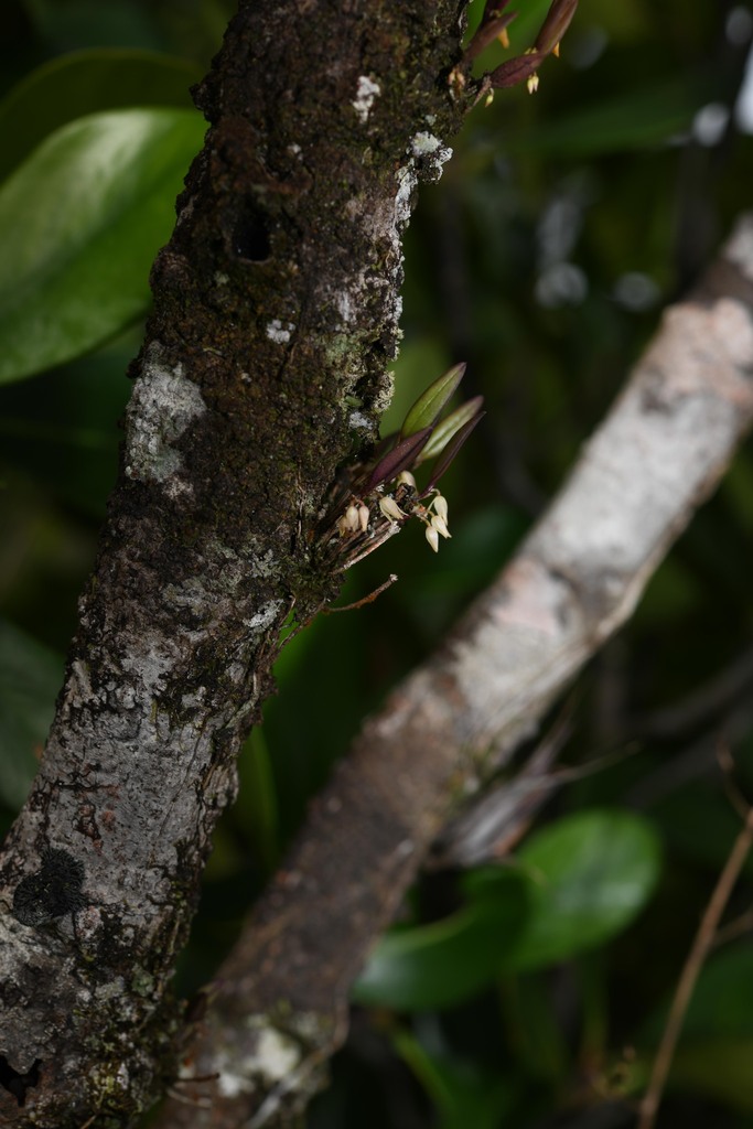 Octomeria exigua