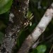 Octomeria exigua - Photo (c) Nils Servientis - Bivouac Naturaliste, osa oikeuksista pidätetään (CC BY-NC), lähettänyt Nils Servientis - Bivouac Naturaliste