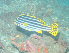 Plectorhinchus vittatus