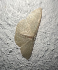 Pleuroprucha