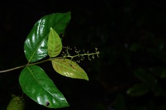 Palicourea paniculata