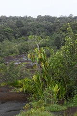 Philodendron billietiae