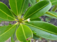 Erythroxylum