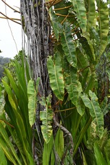 Philodendron billietiae