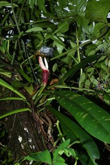 Philodendron linnaei