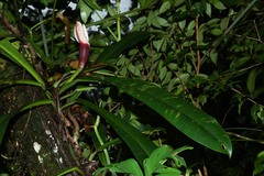 Philodendron linnaei