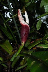 Philodendron linnaei