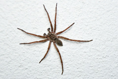 Mituliodon tarantulinus