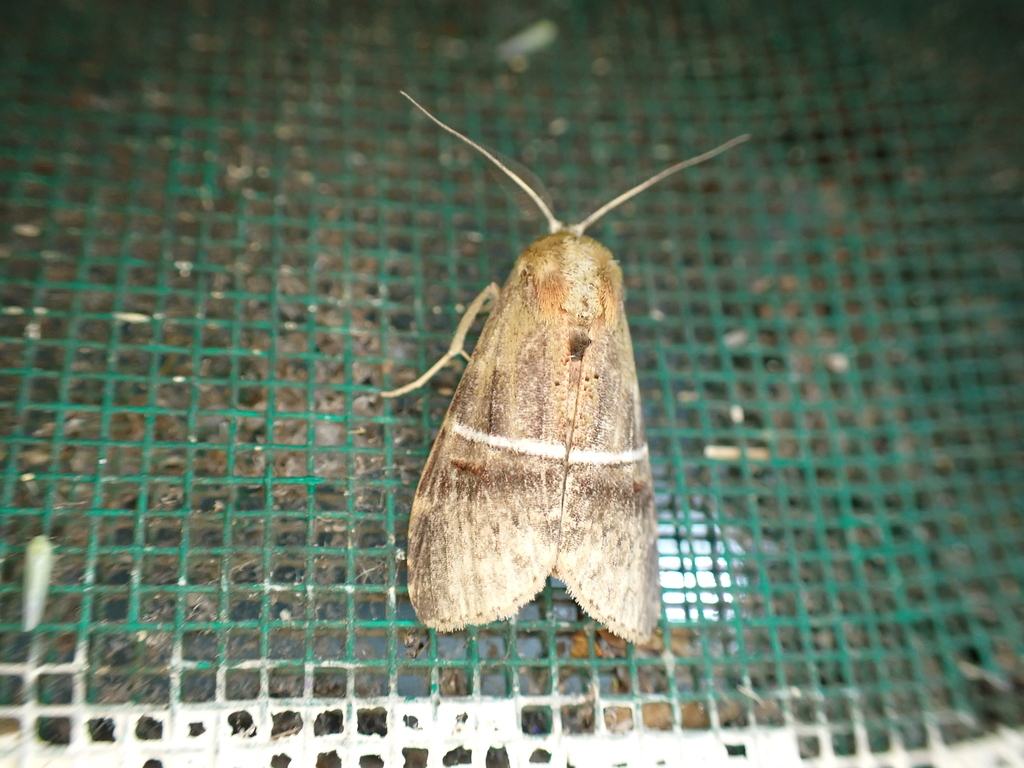 Gargettoscrancia