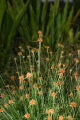 Rhynchospora barbata