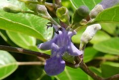 Vitex rotundifolia