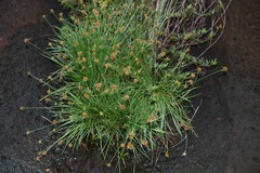 Rhynchospora barbata