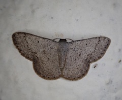 Sterrhinae