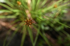 Rhynchospora barbata