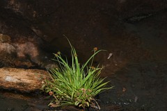 Rhynchospora barbata