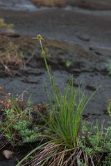 Rhynchospora subdicephala