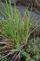 Rhynchospora subdicephala