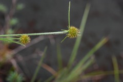 Rhynchospora subdicephala