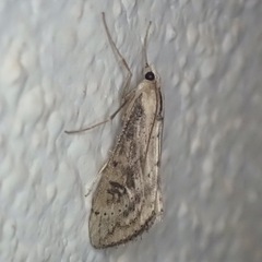 Evergestis isatidalis