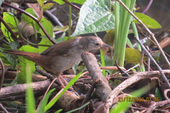 Bradypterus baboecala