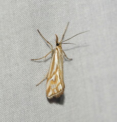 Hednota pleniferellus