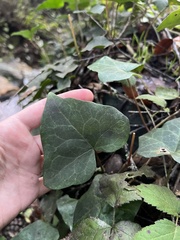 Hedera algeriensis