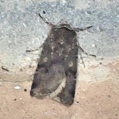 Cerastis faceta