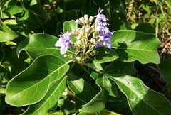 Vitex rotundifolia