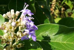 Vitex rotundifolia