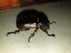 Xylotrupes