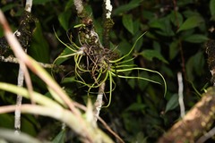 Tillandsia bulbosa