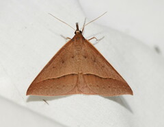 Epidesmia chilonaria