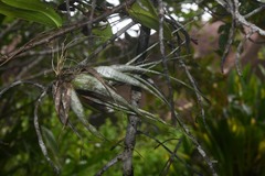 Tillandsia flexuosa