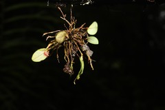 Trichosalpinx orbicularis