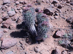 Euphorbia stellispina