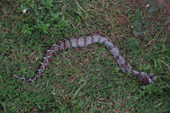 Boa constrictor