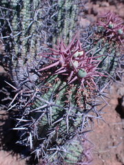 Euphorbia stellispina