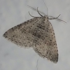 Colostygia multistrigaria