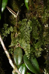 Hymenophyllum polyanthos