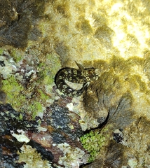 Blenniidae