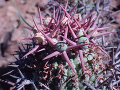 Euphorbia stellispina