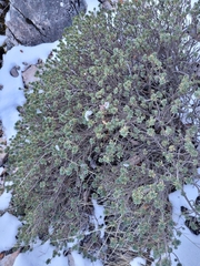 Thymelaea dioica