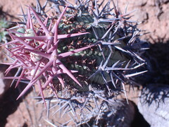 Euphorbia stellispina