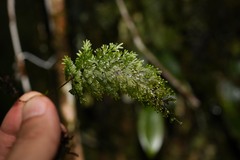 Hymenophyllum polyanthos
