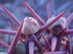 Euphorbia stellispina