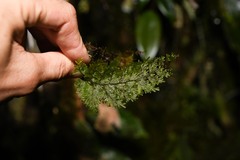 Hymenophyllum polyanthos