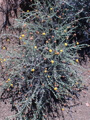 Pentzia incana