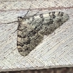 Nebula ibericata